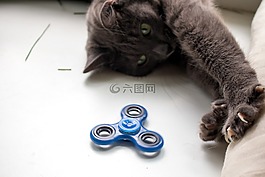 微調(diào),貓,玩具