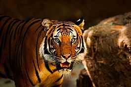 虎,動物,野生動物