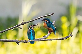 翠鳥,夫婦,對