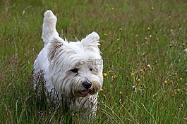 westie,狗,西西高地白梗