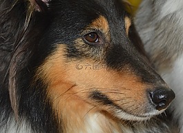 狗,設(shè)得蘭群島牧羊犬,肖像