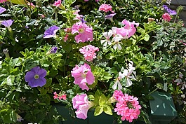鮮花,植物,jardiniere