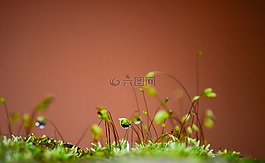 模具,特寫,水泡沫