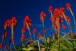 火炬芦荟,红色,花