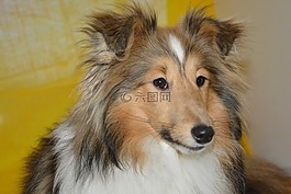 狗,婊子,設(shè)得蘭群島牧羊犬