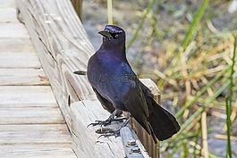 歐椋鳥,佛羅里達,鳥