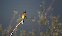 歐洲食蜂鳥,鳥,豐富多彩