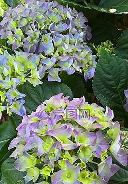 绣球花,花,紫