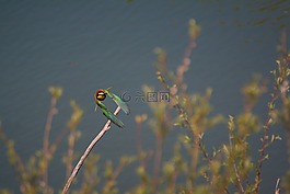 歐洲食蜂鳥,蒼蠅,豐富多彩