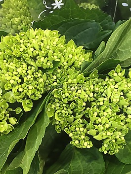 植物學(xué),繡球花,花