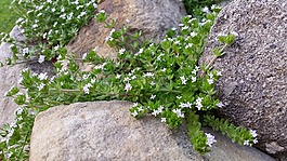石头,植物,绿色