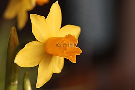 花卉,黃色,納西斯 ·