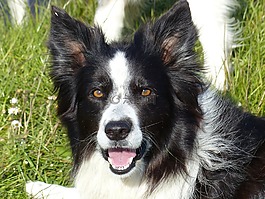边境牧羊犬,黑白色,狗