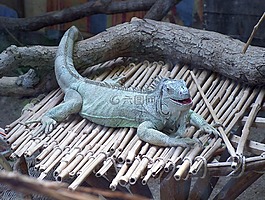鬣鱗蜥,動(dòng)物園,動(dòng)物