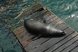 海獅,塢站,海