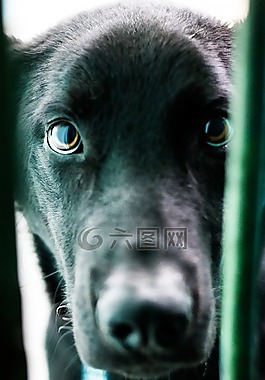 狗,寵物,動物