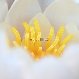 水,百合,花