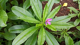 人參泰國,人參,草本植物