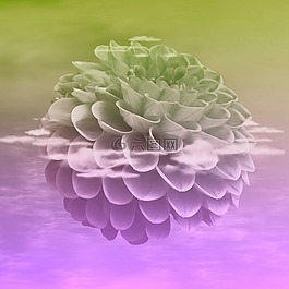 花,開花,性質(zhì)