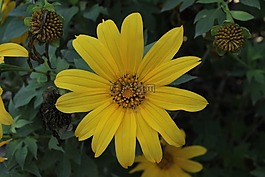 黃色,花,花的