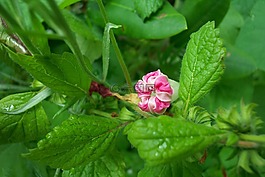 花園,園藝,花