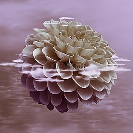 花,開花,性質(zhì)