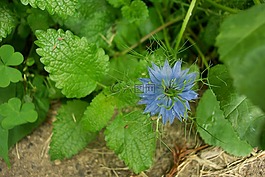 花園,園藝,花
