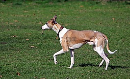 惠比特犬,獵犬,狗