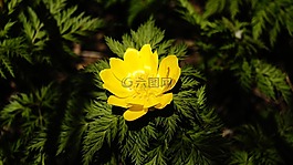 濟(jì)州島,野花,春天的花朵