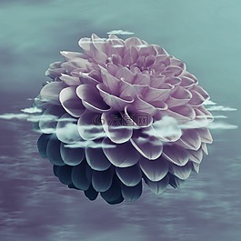 花,開花,性質(zhì)