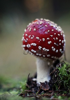 森林,秋季,蘑菇