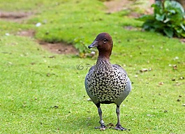 鵝,鴨,鳥