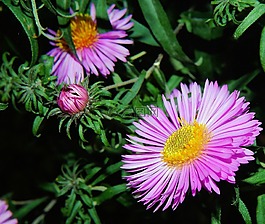 花,開花,紫