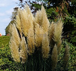 草,盛開(kāi),性質(zhì)