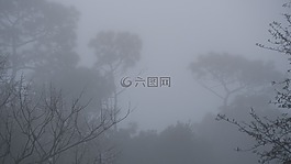 雾,灰色,凄凉