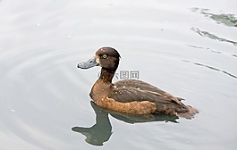 鴨,棕色,鳥