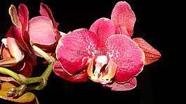 花,植物,蘭花