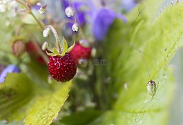 野草莓,草莓,野生