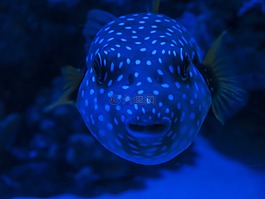 魚,水族館,水