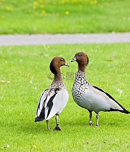 鵝,鳥,動物