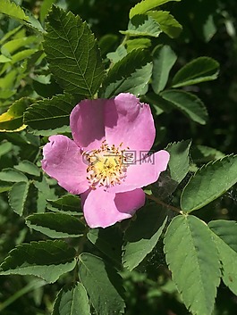 野玫瑰,花,粉紅色的花