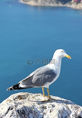 海鷗,ave,鳥(niǎo)