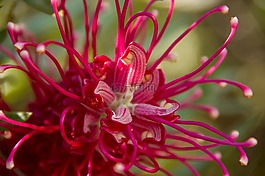 grevillea,花,澳大利亚