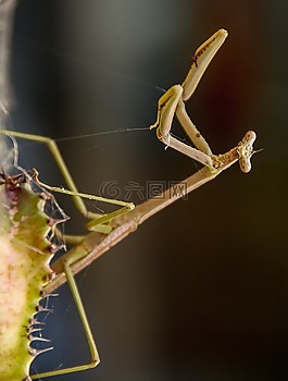 螳螂,mantid,昆虫
