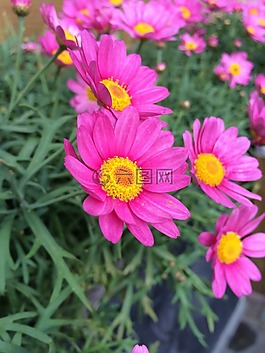 花卉,margriet,鲜花