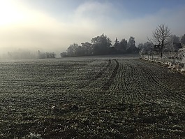 蘇黎世高地,冬天,霧
