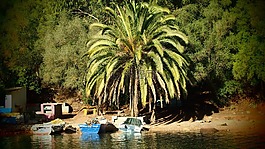 棕櫚樹,comporta,小船