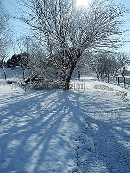 雪,冬天,樹