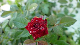 花,玫瑰,越南