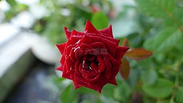 花,玫瑰,越南